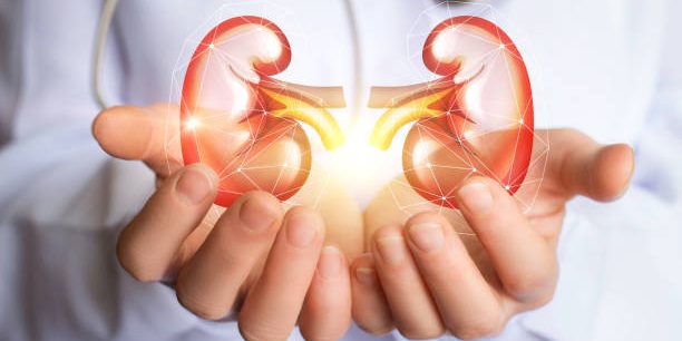 Doctor supports kidneys healthy concept design .
