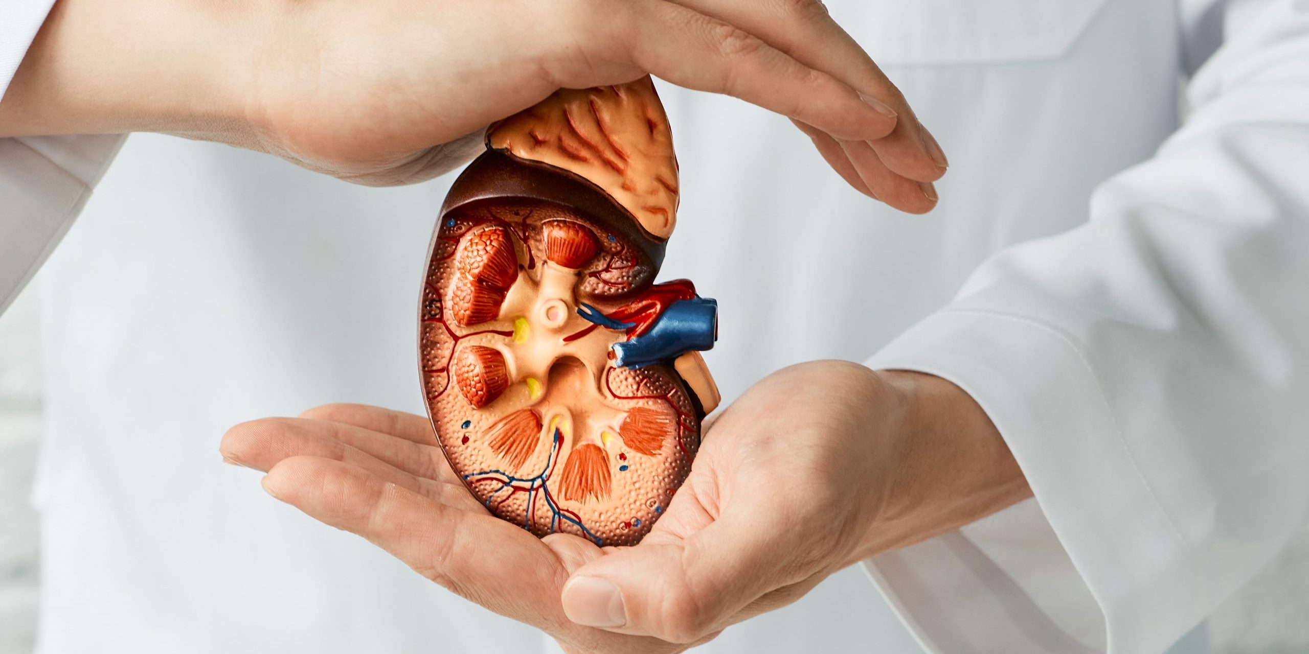How to Keep Your Kidneys Healthy with Simple Lifestyle Changes