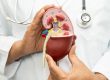 Understanding Kidney Health and Why It Is Essential for Overall Wellbeing
