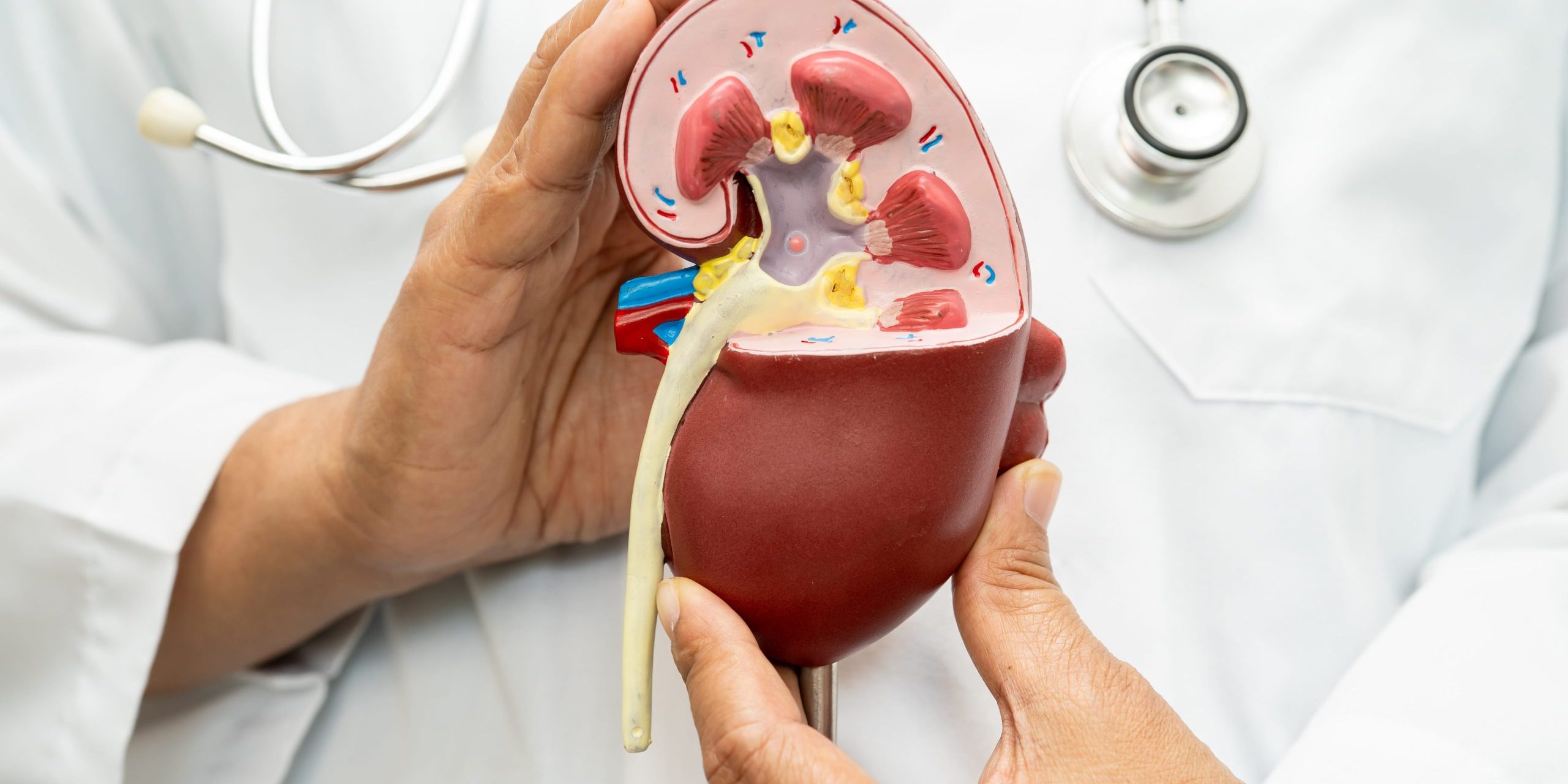 Understanding Kidney Health and Why It Is Essential for Overall Wellbeing