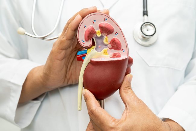Understanding Kidney Health and Why It Is Essential for Overall Wellbeing